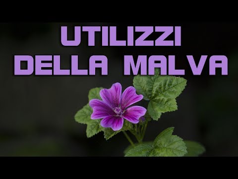 Video: Malva (erba) - Proprietà Utili E Uso Della Malva. Malva, Bosco, Muschiato, Riccio, Tozzo