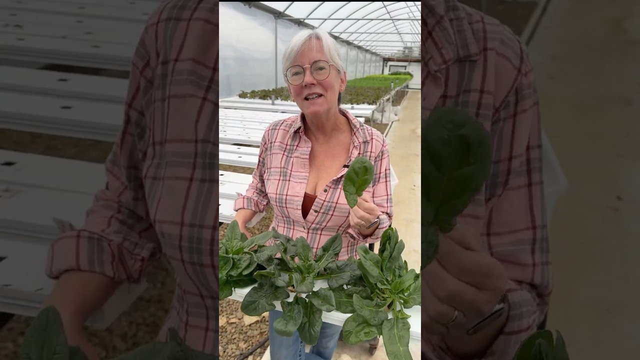 How I Grow Endless Spinach With No Dirt!