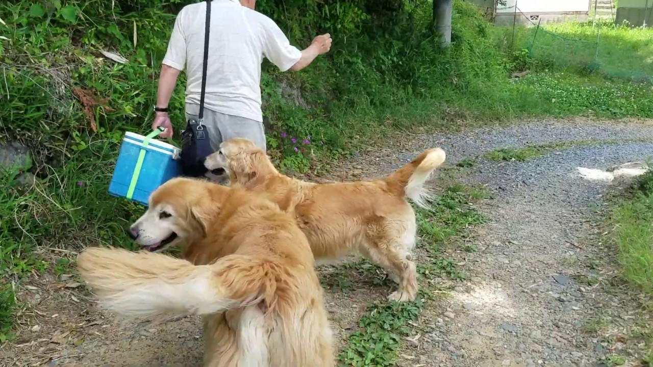 癒し動画 うさぎ Golden retriever expresses joy on the grandfather who came late