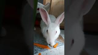 Rabbit Eating Carrot