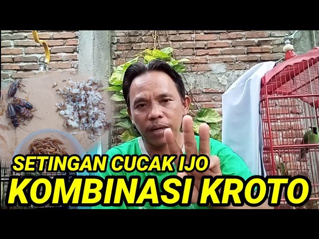 Setingan kroto untuk cucak ijo ll setting cucak ijo dengan kroto class=