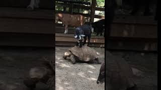 Goat Rides On Tortoises Back - 1080031