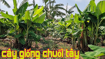 Cận cảnh vườn giống chuối tây thái lan cực đẹp |  ĐỖ DOÃN CHANNEL
