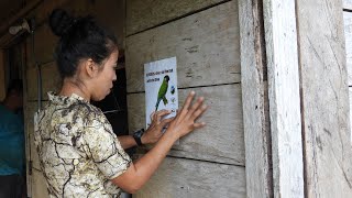 Conservation of the Sinú parakeet | Loro Parque Fundación