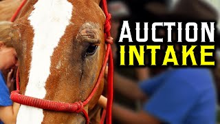 Auction Intake - Horse Rescue Heroes | S3E8