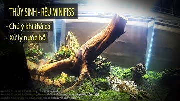 Một số chú ý khi thả cá vào hồ thủy sinh mới setup