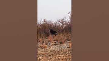 Sable antelopes Bwabwata NP  #wildlife #zoology #animals #africansafari #africa #wildanimals #nature
