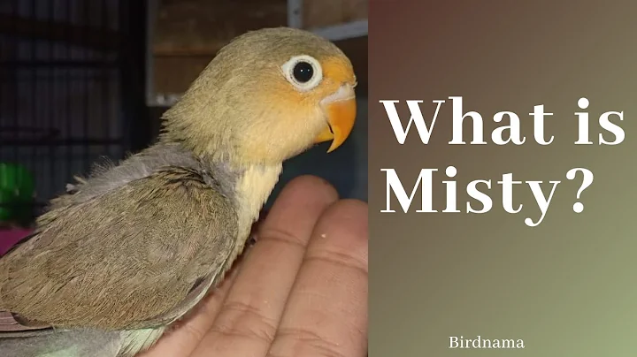 Discussion About Misty.