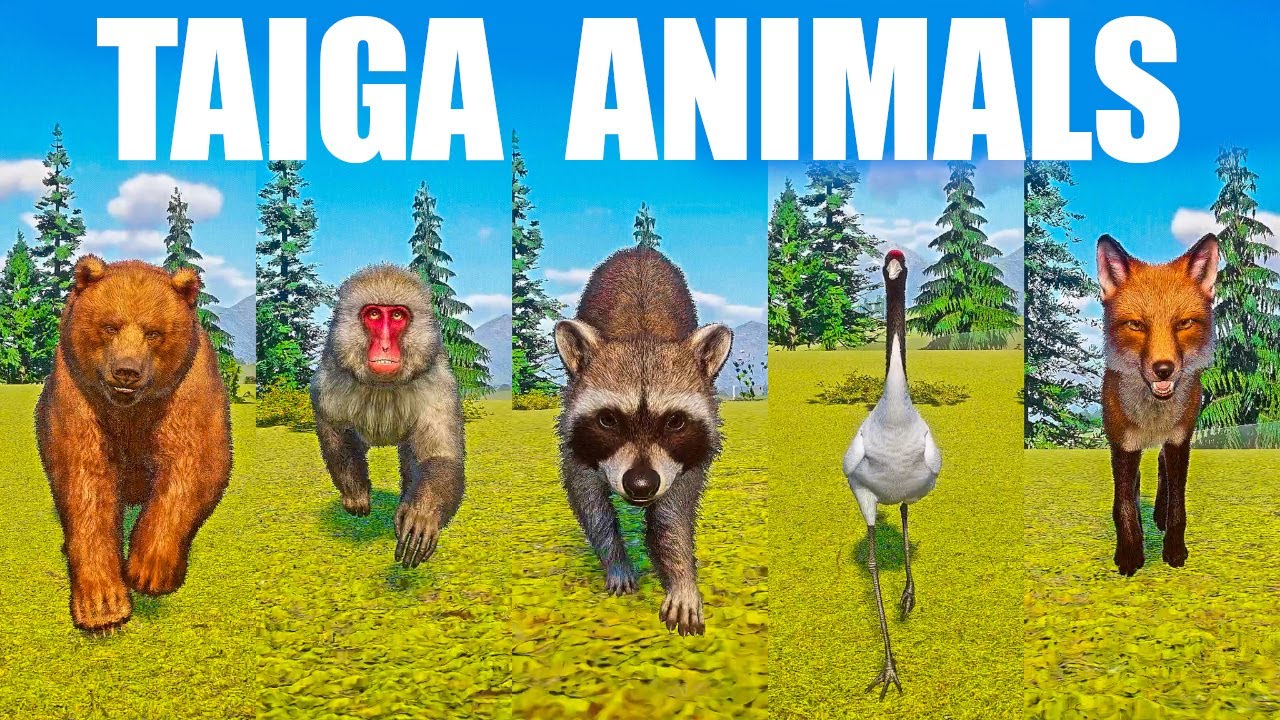 Taiga Animals Speed Races in Planet Zoo included Fox, Raccoon