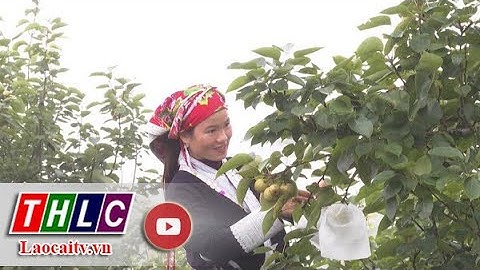 Sản xuất giống cây trồng - Thành tựu của khoa học nông nghiệp Lào Cai| THLC