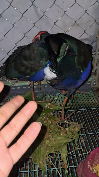 #shorts salah jodohin burung mandar biru