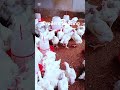 Broilers Spacing #chicken #makemefamous #agriculture