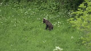 CORDILLERA CANTABRICA. PRIMAVERA