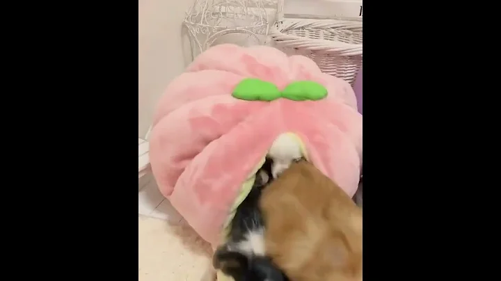 MEME VIDEO
