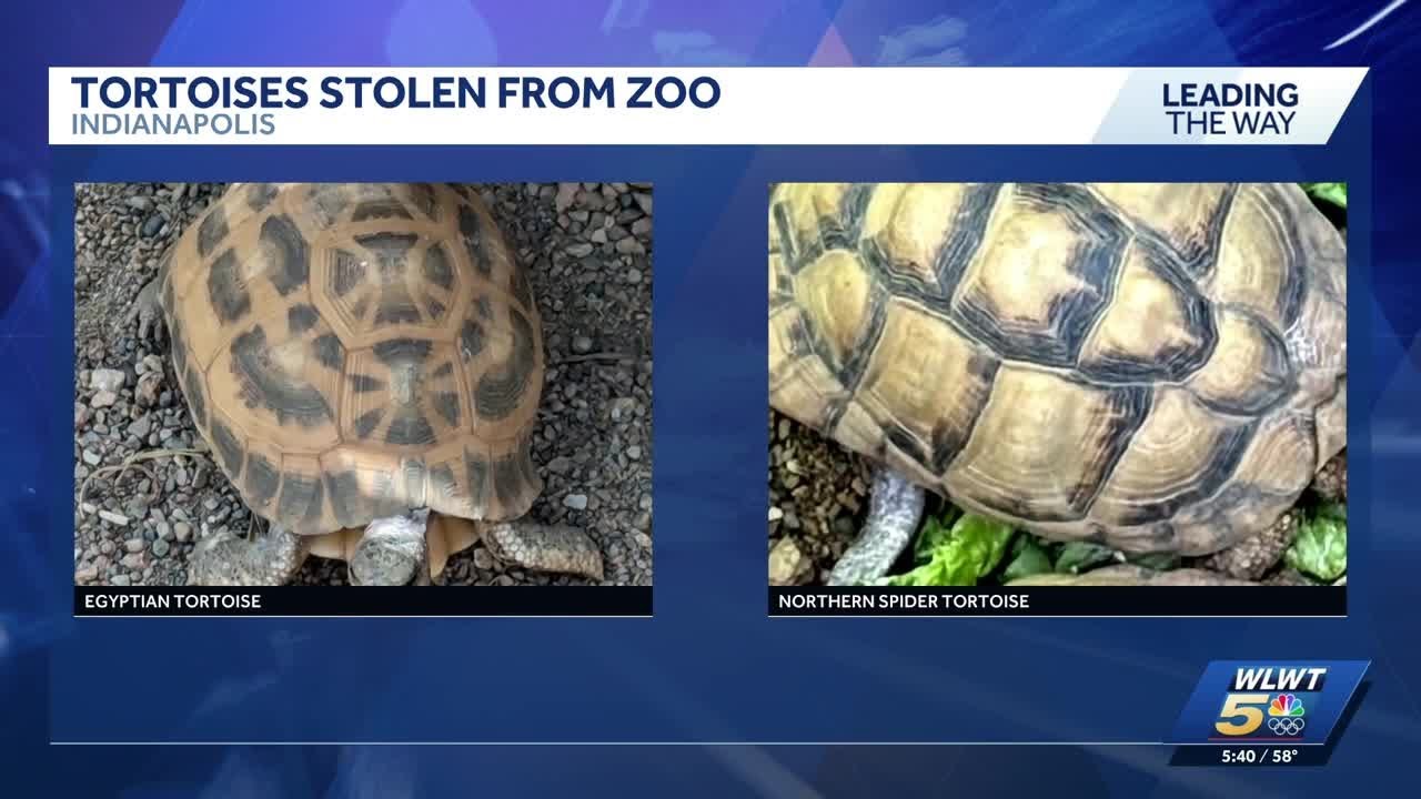 Critically endangered tortoises stolen from Indianapolis Zoo