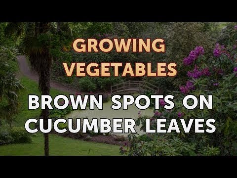 Video: How To Determine By The Spots On The Leaves Of Cucumbers What Plants Are Sick With