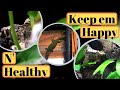 Mourning Gecko Care Guide/They Won't Stop Breeding!