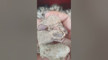 cách phân biêt củ ngãi đen và củ gừng đen (ngãi tim)mọi người mua lầm chứ bán kg lầm nhé.