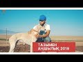 Тазымен аңшылық/Охота на барсука 2019 с тазы собакой. Сезон открыт 2019