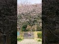 スーパーソニックガール / ズーカラデル   #邦ロック  #おすすめ  #春 #桜 #新生活