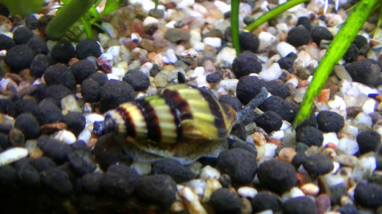 Assassin snail - Anatome helena