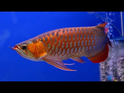 Types Arowana Fish YouTube