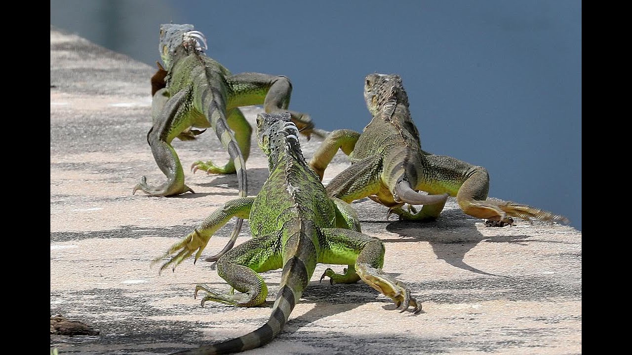 How to Safely Eliminate Iguanas from Your Garden