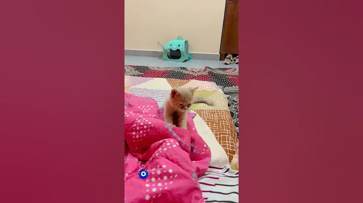 Video 11173831: persian cat kitten love