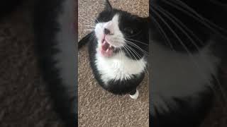 Vocal Tuxedo Cat Gets Annoyed And Meows A LOT!