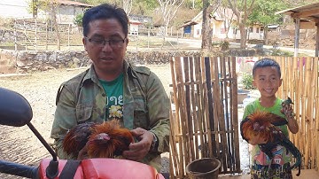 kuv tus txiv tsev tua tau ib tug qaib qus rau kuv noj lawm lau