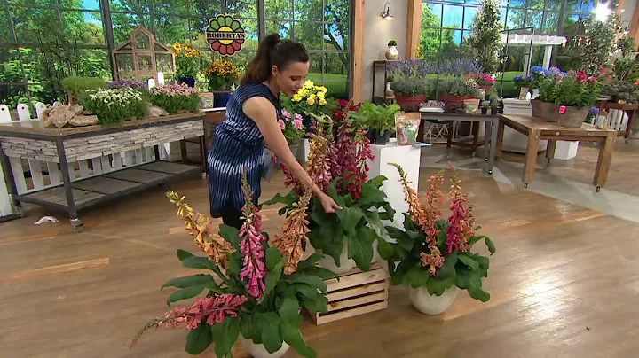 Roberta's 3-Piece Sun or Shade Foxy Foxglove on QVC