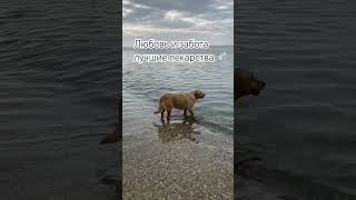 Лучшее лекарство 💊 #motivation #любовь #shortvideo