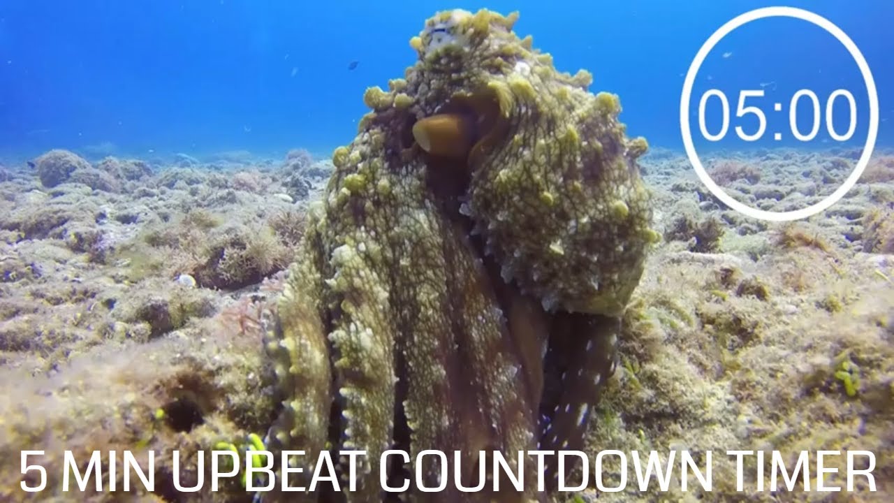 Octopus Timer 5 Minute Countdown With Upbeat Music - ⏲ Octopus 🐙- 5 minute pack up ...