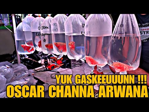 YUK GASKEEUUUNN !!! OSCAR CHANNA ARWANA ||| UPDATE HARGA IKAN PREDATOR DAN TANKMATE DI JATINEGARA