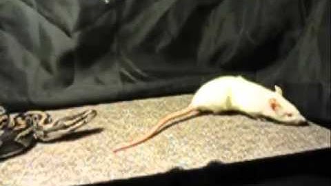 Slow-motion Constriction of Live Small Rat by Ball Python