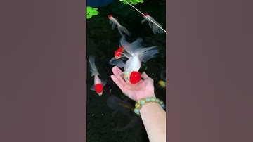 🐟 Goldfish Memory Myth Busted: They Recognize You! 🧠✨