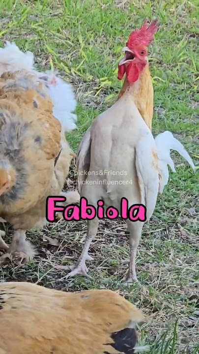 Fabiola  #Fabiola #FunnyVideo #ViralVideo  #Fyp  #HilariousContent #ExplorePage #TrendingNow