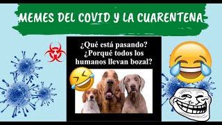 LOS MEJORES MEMES DE LA CUARENTENA Y EL CORONAVIRUS |  Videos de Risa 