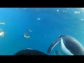 GoPro On a Penguin&rsquo;s Head; What Will You See?