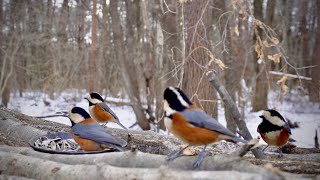 A Windy Winter Afternoon at the Feeder | Cold Despite Sunshine 1 5°C : 34 7°F