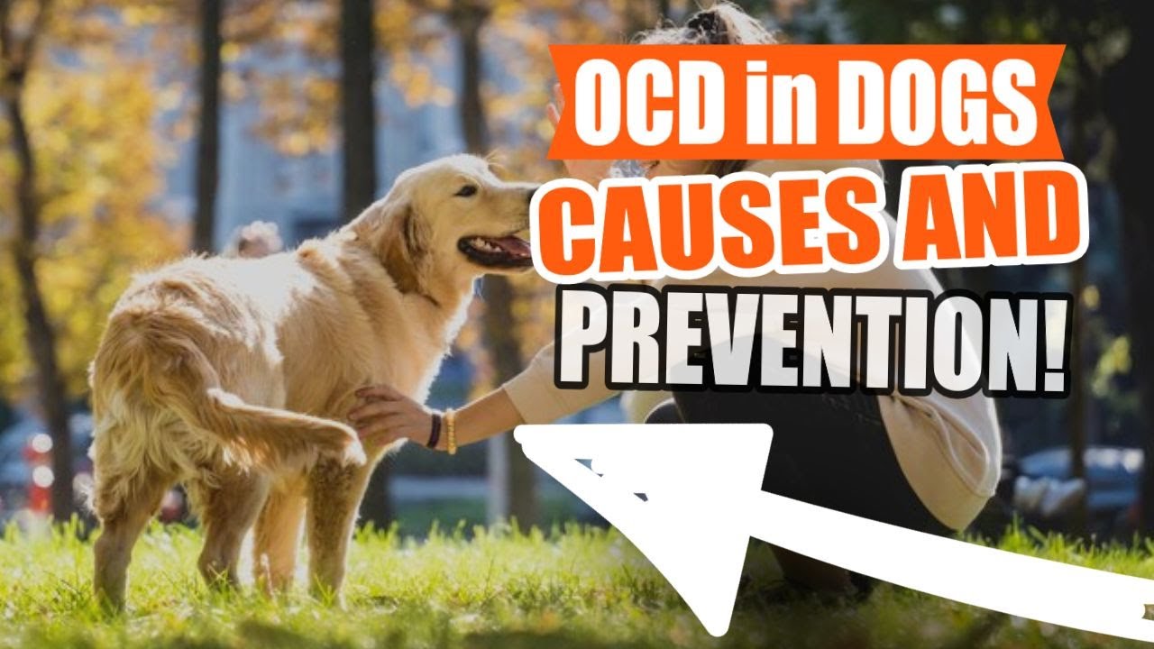 (OCD) In DOGS (Osteochondritis dissecans)🐶👇 YouTube