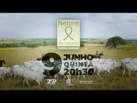 LEILÃO NELORE DA LAÇADA / JUNHO 2022