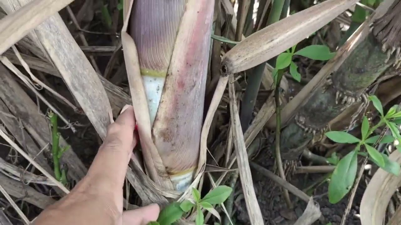 ลักษณะของอ้อย ( k88-92 )