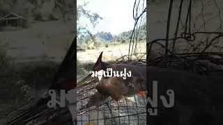 นกกรงหัวจุกมาเป็นฝูงเลยได้ตัวจ่าฝูงแล้ว