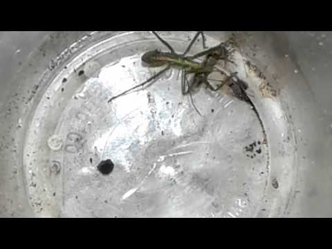 Assassin Bug vs Damsel Bug
