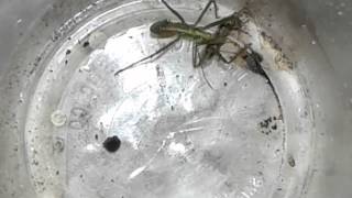 Assassin Bug vs Damsel Bug