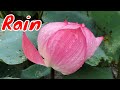 The best thing is to see lotus flowers in the rain flowerslotus rain relaxing