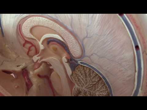 Video: Hypophyse: Anatomie, Funktion, Diagramm, Bedingungen, Gesundheitstipps