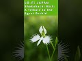 Shakuhachi Mist: A Tribute to the Egret Orchid #lofi #relaxingmusic