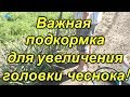 Чеснок-важная подкормка для увеличения головки!